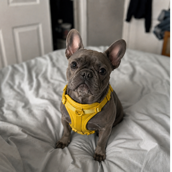 French Bulldog wearing a yellow harness on a bed