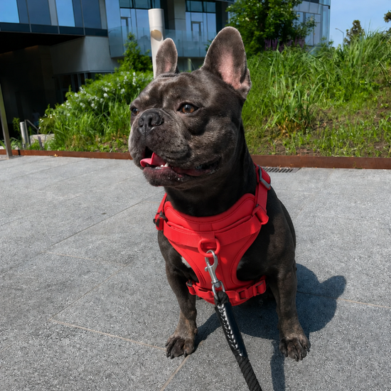 French Bulldog wearing a red harness