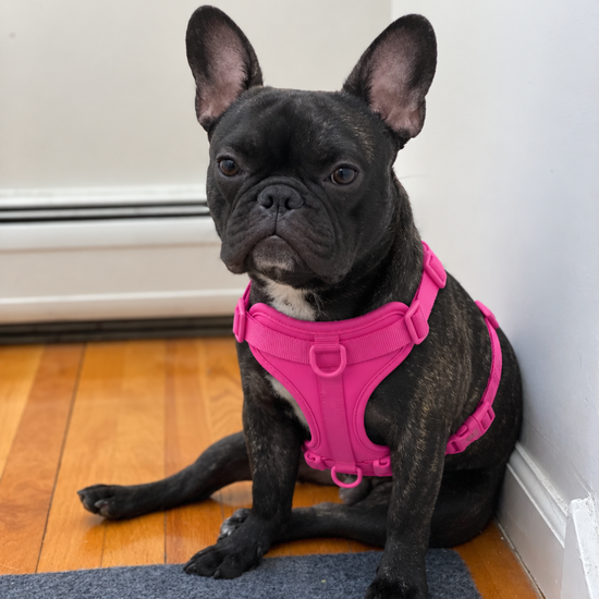French Bulldog wearing a pink harness indoors