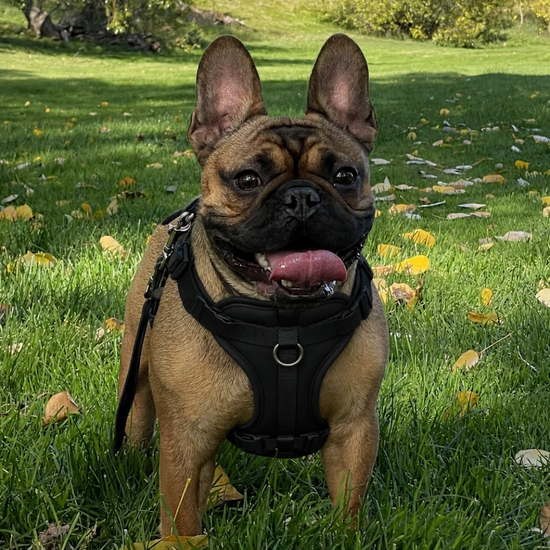 French Bulldog wearing a black harness on grass