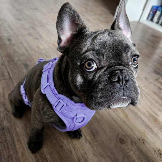 French Bulldog wearing a purple harness