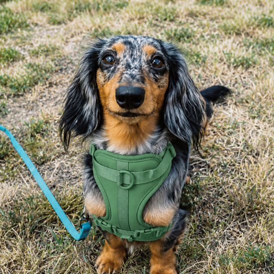 Dachshund wearing a green harness
