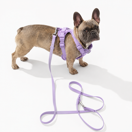 French bulldog wearing a purple harness and matching leash