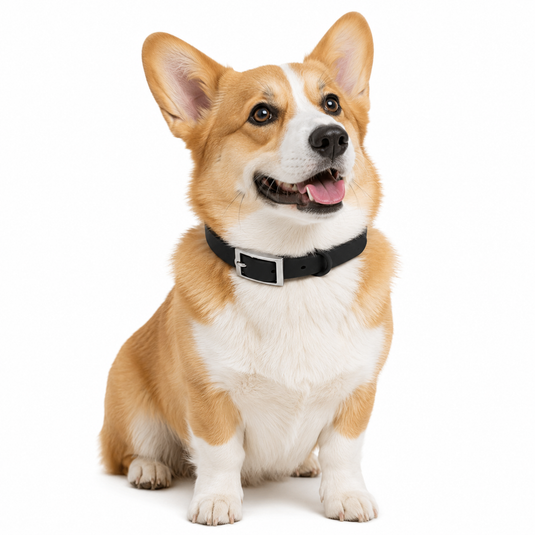 Corgi wearing a black collar