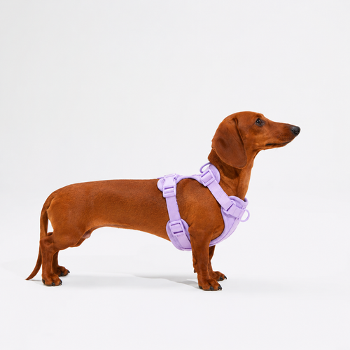 DoxieSupport Bundle